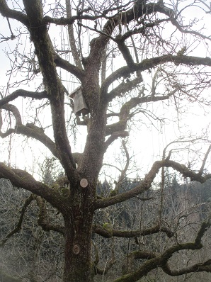 Birnbaum
                        jahrelang nicht geschnitten: entwickelt hohe
                        Sulen 01