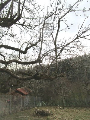 Birnbaum
                        jahrelang nicht geschnitten: entwickelt hohe
                        Sulen 02
