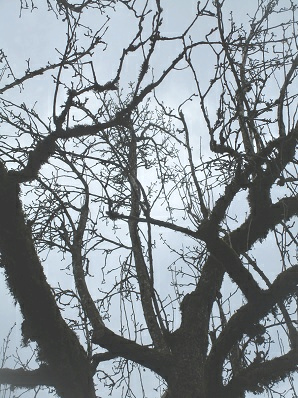 Birnbaum
                        jahrelang nicht geschnitten: entwickelt hohe
                        Sulen 03