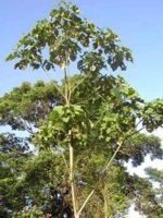 Balsabaum, auch Hasenpfotenbaum
                      genannt