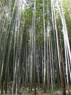 Bambuswald in Japan: Jizoji