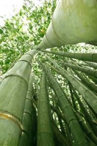 Bambuswald, Sicht nach oben