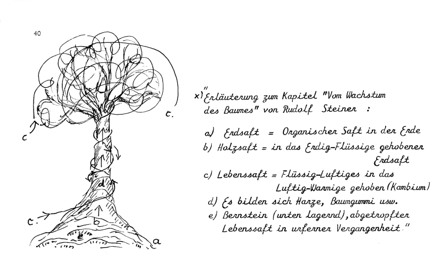 Schema: Baumsaft - Kambium - Bernstein:
                    a) Erdsaft, b) Holzsaft, c) Lebenssaft von den
                    Blttern, d) Harze, Baumgummi, e) Bernstein