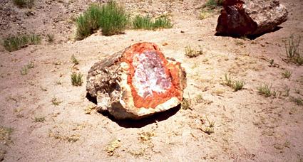 Versteinerte Stmme im Nationalpark
                      "Petrified Forest" ("versteinerter
                      Wald") in Arizona 01