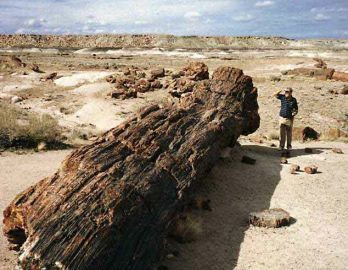 Versteinerte Stmme im Nationalpark
                      "Petrified Forest" ("versteinerter
                      Wald") in Arizona 02