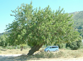 Maulbeerbaum belaubt