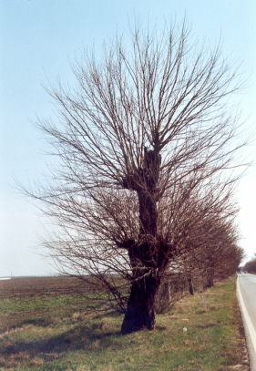 Maulbeerbaum ohne
                      Bltter