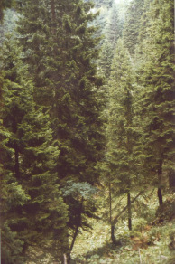 Subalpiner Fichtenwald in typischer Hanglage,
                      z.B. in Slowenien