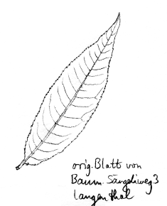 Mirabellenbaum, Blatt