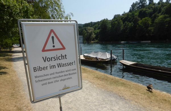 Biber-Warnschild in Schaffhausen
              an Rheinufer "Lindli"