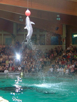 Delphinarium Duisburg: Delphin-Luftsprung am
                      Ball, auch noch mit Blitzlicht