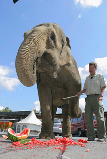 Elefantenkuh Yheeto mit Pfleger
                            Wolfgang Nehring und Melone