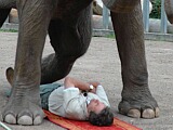 Elefantennummer: Nehring am Boden