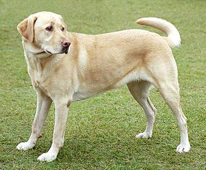 Labrador Retriever
                        marroncito, una raza de perros que es bien para
                        servir a la gente, tambin como perro lazarillo