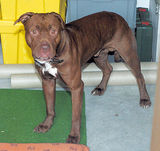 Uno de los tres
                        Pitbulls Terrier que mat Selim en Oberglatt en
                        2005 [40]