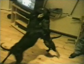 Pelea de perros, dos
                        Rottweileres pelean en una sala privada y la
                        mafia organiza apuestas [30]