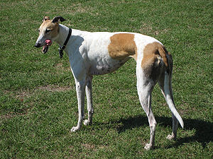 Perro lebrel
              Greyhound [69]