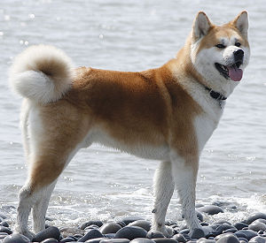 Perro de caza
              Akita de Japn [50], puede ser muy domesticado, pero un
              elemento agresivo queda, y pueden morder y matar nios sin
              control...