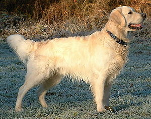 Perro de caza
              Golden Retriever [46], muy domesticado, pero un elemento
              agresivo queda