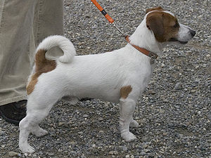Perro de caza
              Jack Russell Terrier [65]