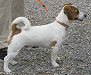 Ein agressiver Jagdhund, der
                        Jack Russell Terrier