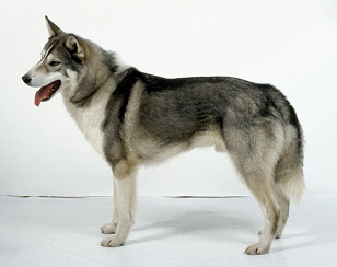 Perro de
              caza, p.e. una Laika de Siberia de Rusia,
              "Zapadno-Sibirskaa-Laka"