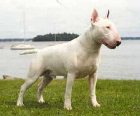 Perro de pelea Bull
                        Terrier [56]