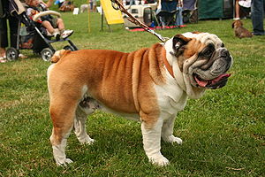 Der Kampfhund
                        "Englische Bulldogge" [62],
                        unberechenbar bissig gegen Kinder [3]