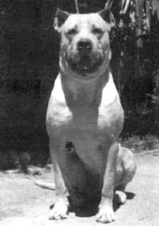 Perro
                        de pelea "Cordobs" [54], una cruce
                        entre Bullterrier, Bxer, Mastin, y Bulldog en
                        Argentina [79]; hoy (2010) es extinto esa raza
                        destructiva [80]]