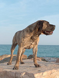Der
                          Kampfhund "Presa Canario"
                          ("Dogo Canario") [111]