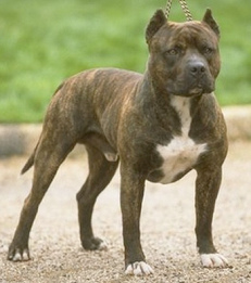 Perro de pelea
            American Pitbull Terrier (simplemente "Pitbull")
            [55]