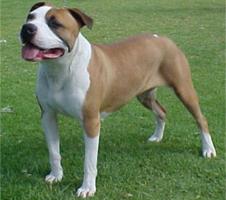 Perro de pelea
                        Staffordshire Terrier [57]