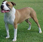 Kampfhund, Staffordshire Terrier