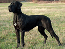 Die Hunderasse Deutsche
                        Dogge ist ein Kampfhund und ein Jagdhund, nichts
                        fr geschlossene Privathuser