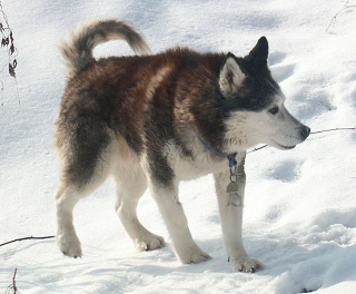 Perro de
              trineo, Husky siberiano [105]
