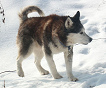 Perro
                        de trineo Husky siberiano muerde mucho cuando no
                        puede dejar su energa con tareas