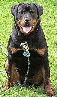 Perro
                        guardin Rottweiler (01), ese perro es muy
                        agresivo y es el perro que muerde muchisimo a la
                        gente