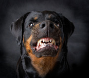 Perro guardin Rottweiler (03), dientes