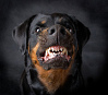 El perro
                        Rottweiler es un buen perro guardin para
                        rebaos, pero muy agresivo en casas privadas
                        cerradas