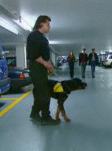 Perro guardin
                        Rottweiler (04), con un servicio de
                        "seguridad" [34]