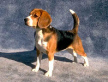 Ein kleiner, aber
                        aggressiver Hund, der Beagle
