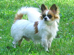 Ein kleiner, aber
                        aggressiver Hund, der Chihuahua (hier eine
                        Unterart mit viel Fell)
