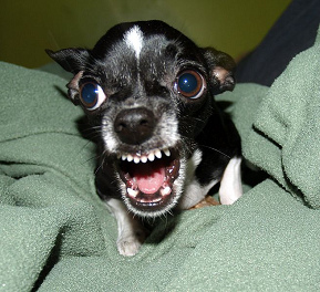 Perro
                        pequeo Chihuahua agresivo con sus dientes
                        completos [21]