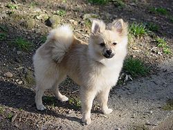 Un perro
              guardin pequeo, un Pomerania [47], matado por un
              American Staffordshire Terrier.