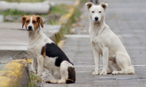 Perros de la calle
                        en Ecuador [109]