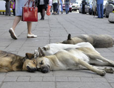 Perros de la calle
                        en Mosc [108]