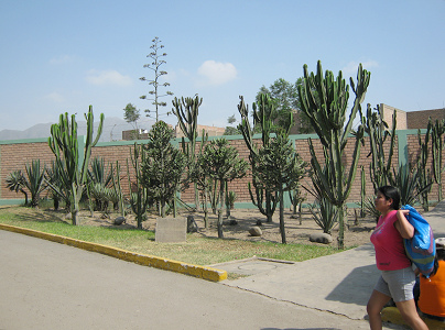 Lima-Huachipa, Kakteengarten im zoologischen
                  Garten von Huachipa