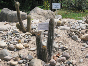 Kaktus Haagaeocerus acranthus