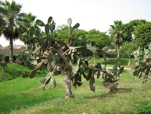 Kaktusbaum (Opuntie)