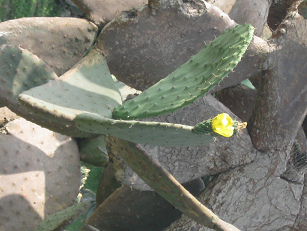 Eine gelbe Opuntienblte an einem Kaktusbaum
                (Opuntie) (02)